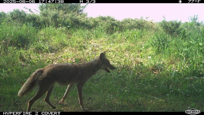 An animal on camera