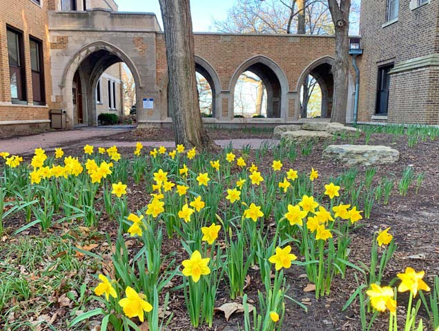 blooming daffodils