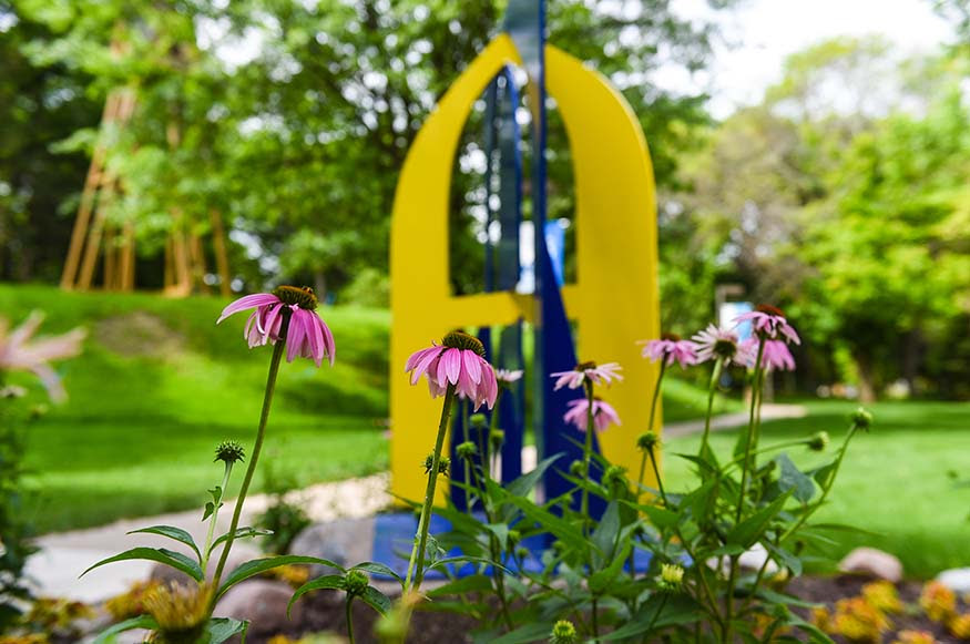 purple coneflower