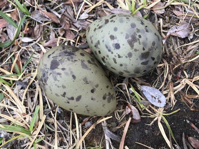 eggs