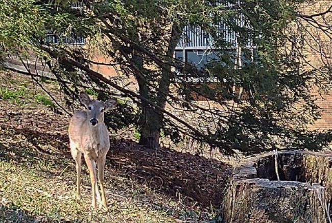 deer with a woodsy background. Tree branches and building in background