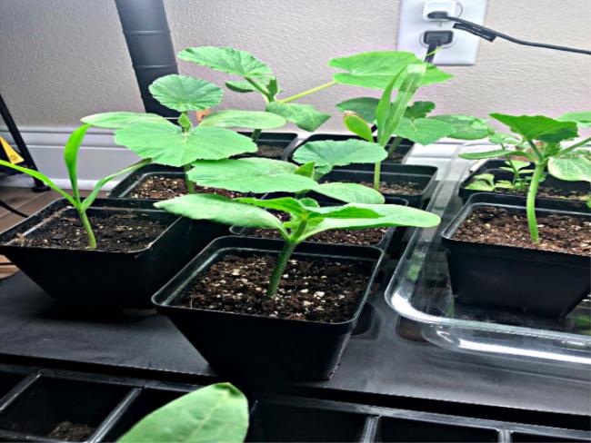 Green plants in pots
