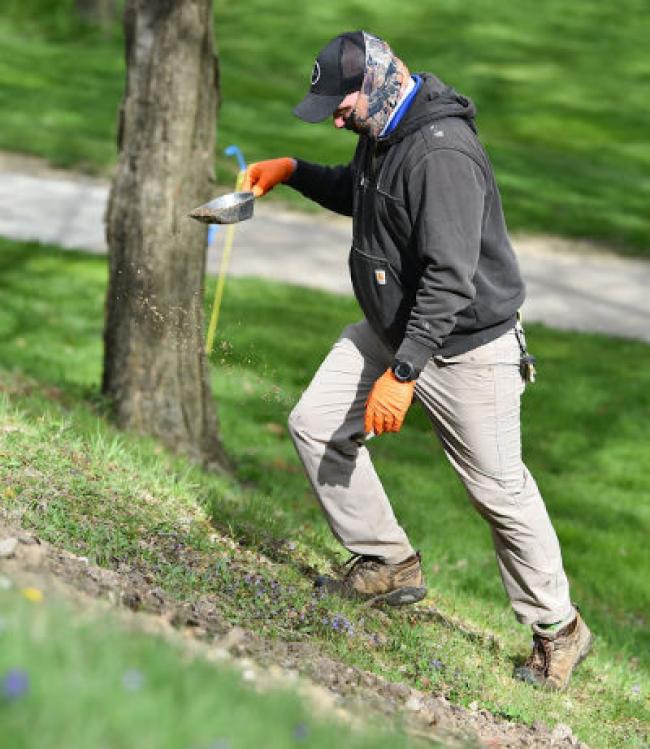 Josh seeding the ground to prepare the pollination pockets. Green grass in the background with a tree trunk.