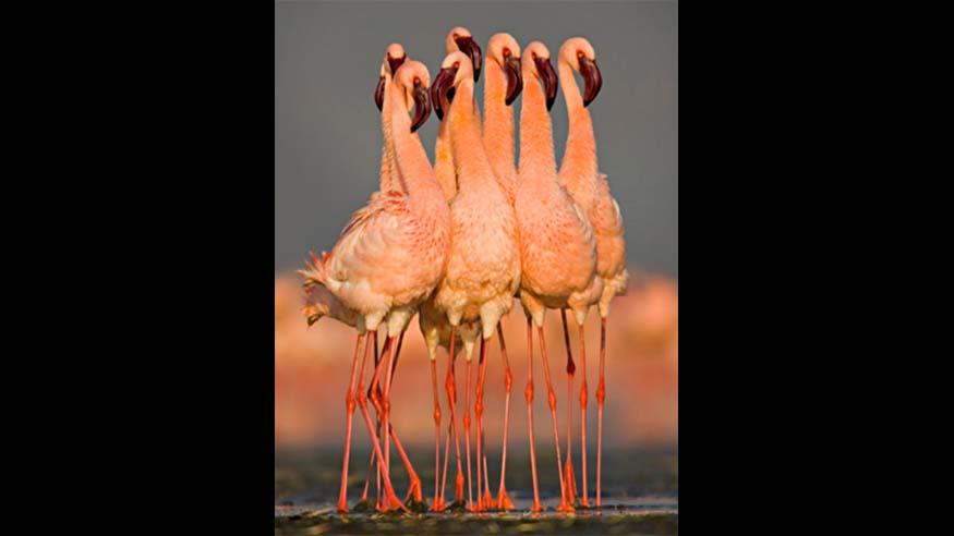 flamingo dance